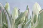 USA, Washington State, Seabeck. Close-up of tulip in bud. Art Print
